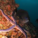 Galapagos Blue Sea Star, \'Phataria unifascialis\'