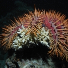 Crown-of-Thorns Sea Star, \'Acanthaster planci\'