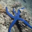 Pacific Blue Sea Star, \'Linckia laevigata\'