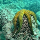 Galapagos Blue Sea Star, \'Phataria unifascialis\'