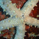 Egyptian Sea Star, \'Gomophia egyptiaca\'