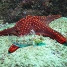 Panamic Cushion Star, \'Pentaceraster cummingi\'