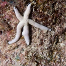 Pacific Blue Sea Star, \'Linckia laevigata\'
