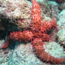 Keeled Sea Star, \'Asteropsis carinifera\'