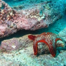 Panamic Cushion Star, \'Pentaceraster cummingi\'