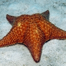 Cusion Sea Star, \'Oreaster reticulatus\'