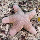 Granular Sea Star, \'Choriaster granulatus\'
