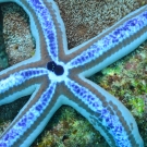 Galapagos Blue Sea Star, \'Phataria unifascialis\'