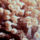 goniopora-coral