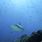 Grey reef shark in French Polynesia