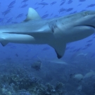 Grey reef shark