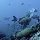 Grouper spawning