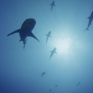 Sharks arrive in the canyon for the annual grouper spawning event