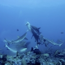 Sharks fight over a grouper while four cameramen film the predatio event