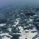 Thousands of marbled grouper gather in a narrow channel in French Polynesia to spawn on one day of the year