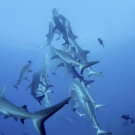 When a shark is lucky enough to catch a fish they still have to fend off their catch from others