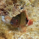 Redspotted Hawkfish, \'Amblycirrhitus pinos\'