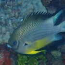 White-Belly Damsel, \'Amblyglyphidodon levcogaster\'