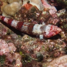 Redmarbled Lizardfish, \'Synodus rubromarmoratus\'