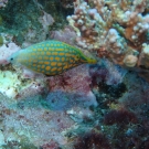 Longnose Filefish, \'Oxymanacanthus longirostris\'