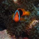 Red and Black Anemonefish, \'Amphiprion melanopus\'