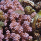 Arc-Eye Hawkfish, \'Paracirrhites arcatus\'