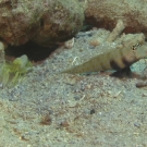 Spotted Shrimpgoby, \'Amblyelotris guttata\'