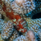 Darkspotted Scorpionfish, \'Sevastapoistes tinkhami\'