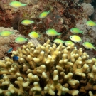 Blue-Green Chromis, \'Chromis viridis\'