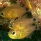 Orange-Lined Cardinal Fish, \'Archamia fucata\'