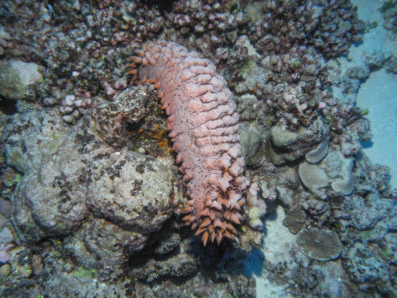 Society Islands French Polynesia Coral Reef Research: Reef ...