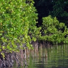 Mangroves of the Solomon Islands