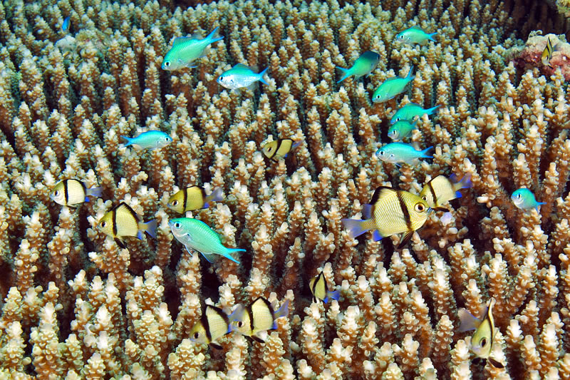 Black-axil chromis (Chromis atripectoralis) and reticulated dascyllus hanging out above coral thicket.