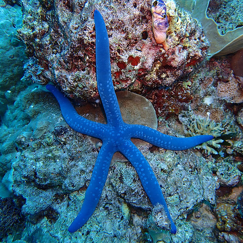 Here is one animal that we often find on our dives called the blue sea star (Linckia laevigata).