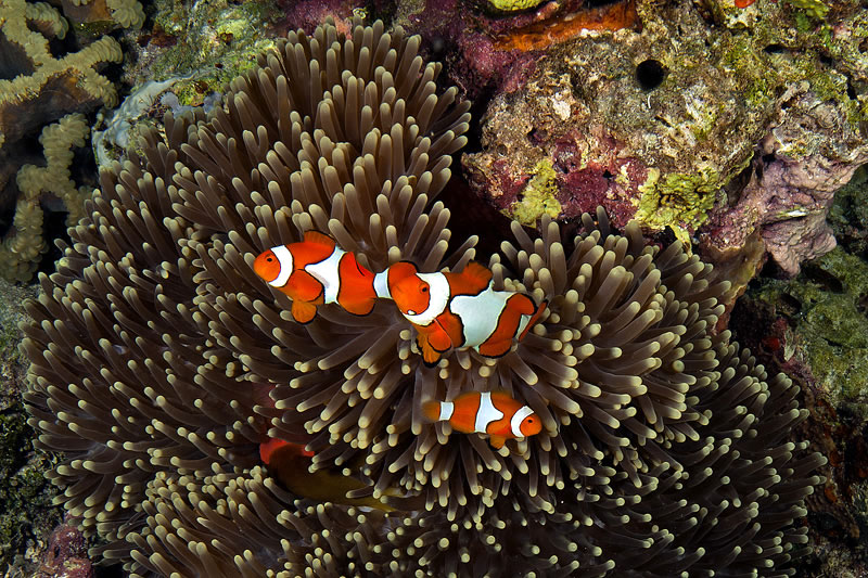 We Nemo AKA the clown anemonefish (Amphiprion percula).