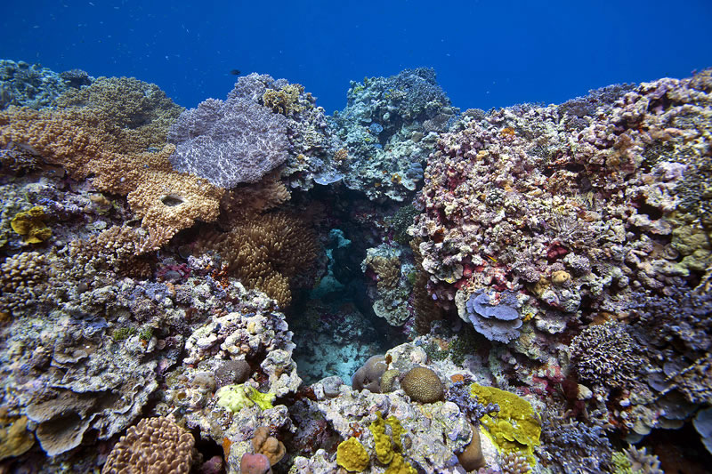 Colors of the reef.