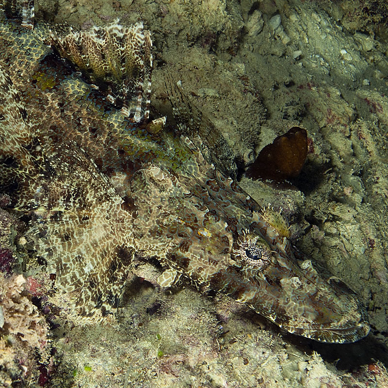 A crocodile flathead (Cymbacephalus beauforti) blending in with its background.