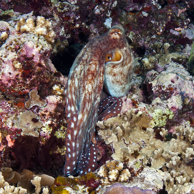 Day octopus (Octopus cyanea) crawling around the reef.