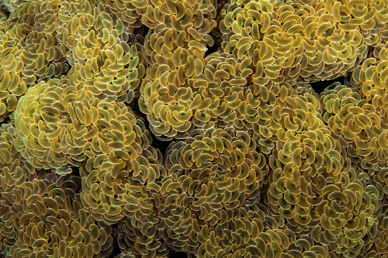 Euphyllia coral.