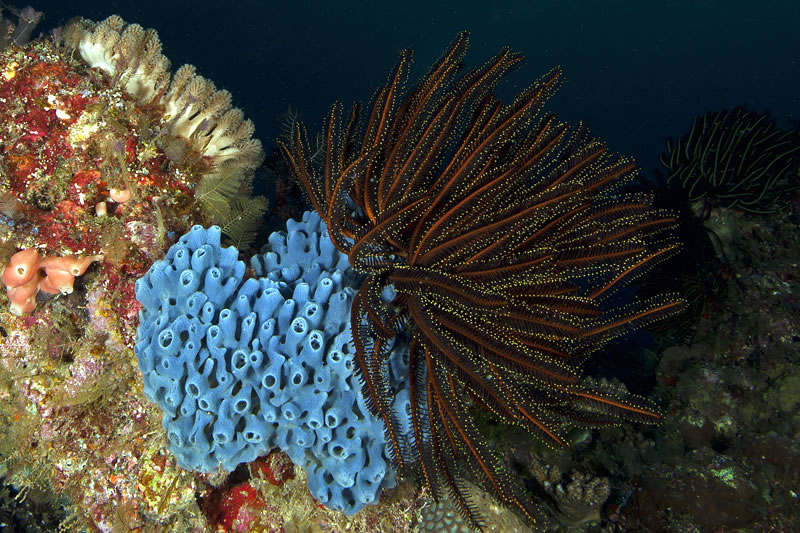 Feather star resting on top of a blue sponge.