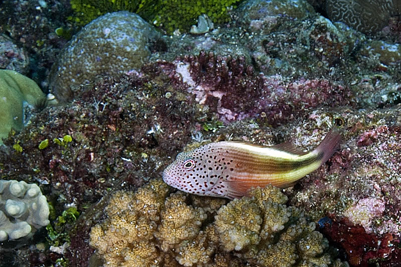 Freckled hawkfish (Paracirrhites forsteri) perched on coral. 