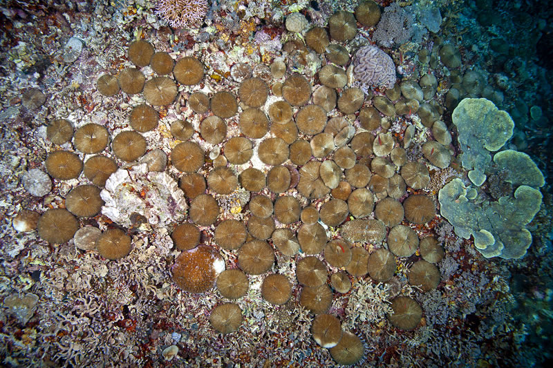 Each one of these corals is an individual coral polyp known as fungid coral.
