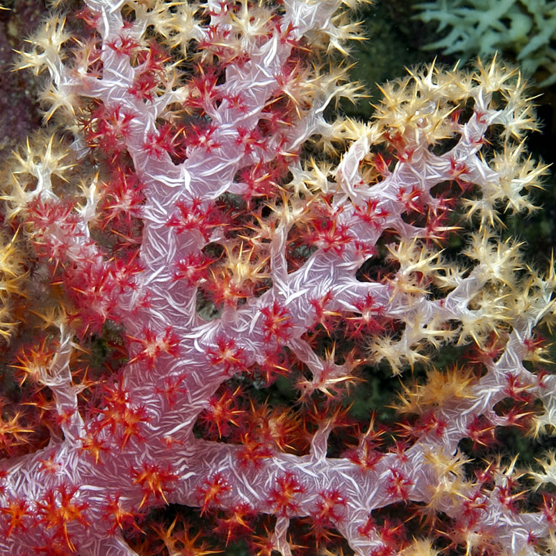 Close-up photo of a soft coral colony.
