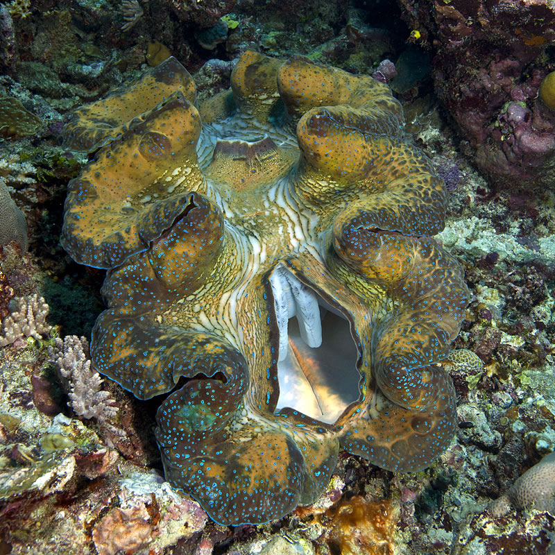 Here is a gorgeous giant clam. Notice the two openings called siphons. These siphons allow the clam to filter feed.