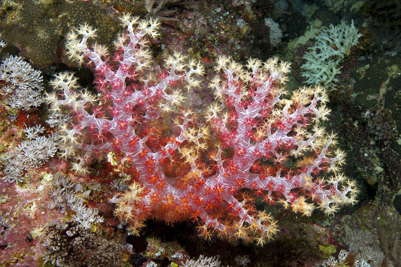 Gorgeous soft coral.