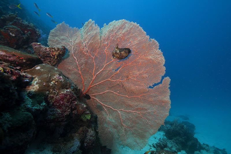 Gorgonian sea fan with winged oyster.