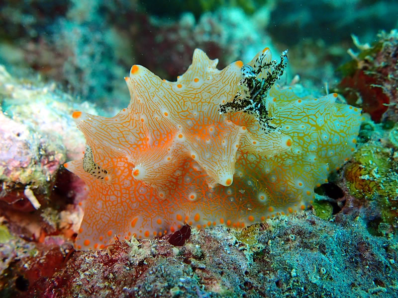 This ‘Halgerda batangas’ nudibranch (sea slug) almost looks more like a sponge than a sea slug.