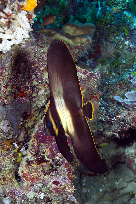 Junvenile pinnate spadefish (Platax pinnatus).