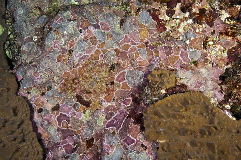 Mosaic of Crustose Coralline Algae (CCA).