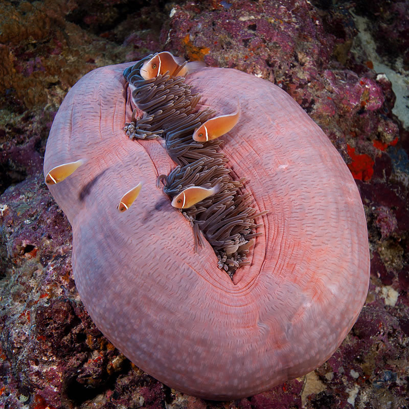 Family of pink anemonefish (Amphiprion perideraion) living in anemone.